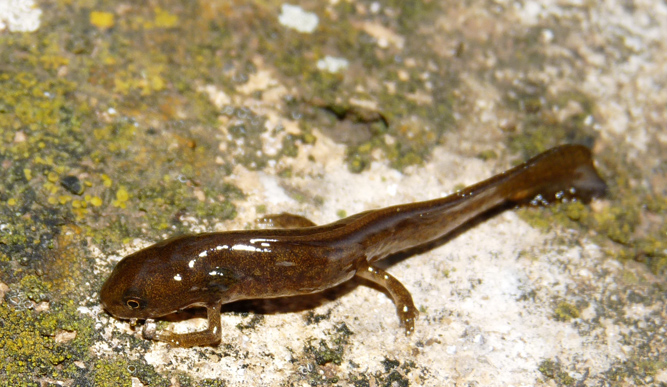 identificazione tritone - Lissotriton italicus, larva